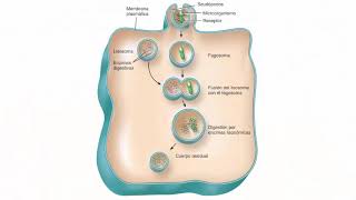 Lisosomas y peroxisomas [upl. by Morton]