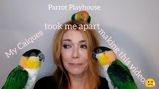 Caique Parrot Biting Screaming and Hormones  Caique Survival Tips [upl. by Enniotna]