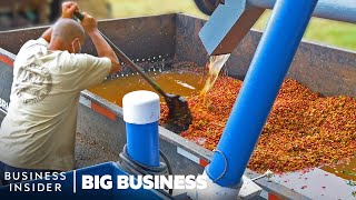 How Millions Of Pounds Of Coffee Are Processed At Hawaiian Coffee Farms  Big Business [upl. by Firestone]