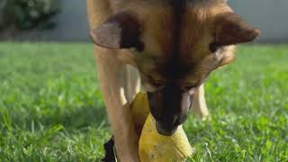 German Shepherds The Amazing Herding Dogs [upl. by Ahcire985]