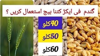 How much wheat seed used in one acregadam ka beej fee acre Kitna dalna chahy [upl. by Roth]