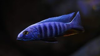 Sciaenochromis fryeri quotchidunga rocksquot WF [upl. by Canice]