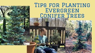 Tips for Planting Evergreen Conifer Trees Tutorial [upl. by Leesa]