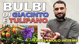 PIANTARE I BULBI DI GIACINTO E TULIPANO [upl. by Heiner]