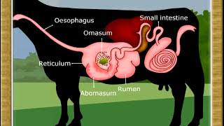 Life ProcessDigestion in Ruminants07 [upl. by Auqinimod]