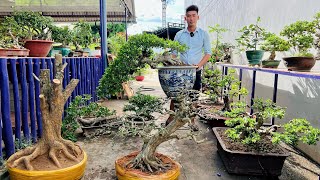 Phúc bonsai 185 0939435790 bán cây cảnh Sam Khế Trang Thăng Kim Ba Xưa Gừa Bông Mai Tứ Quý [upl. by Bobbee]