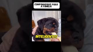 Top 3 Raças de Cães para Famílias  Labrador Rottweiler e Golden Retriever [upl. by Masuh]