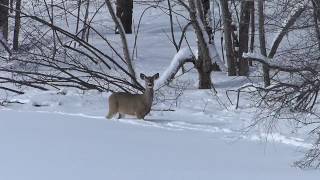 écouter le cris detresse du cerf de virginie parc national du MontSaintBruno [upl. by Yslek25]