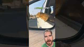 Hyrax Carjacking 🚘 hyrax crime irs  Schrotthagen  Apokalypse [upl. by Rebmyk]