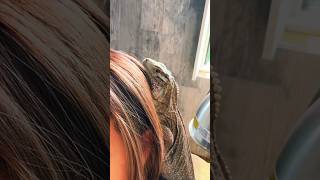 IS THIS THE BEST PET IGUANA pets reptiles iguana [upl. by Nirak]