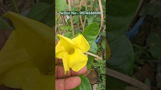 mandevilla creeper plant red yellow pink white 💐 mandevilla vine plant online buy plant nursery [upl. by Ttennej]