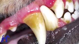 Limpieza dental con ultrasonido en PERROS  PROMO [upl. by Lenz955]