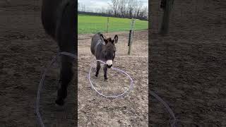 The donkeys love hula hoops too shorts hulahoop donkeys onehappyassfarm farmlife animals [upl. by Erbas]