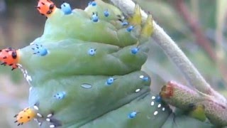 Cecropia Moth Caterpillar  Tachinid Fly egg infested [upl. by Amapuna]