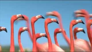 Les flamants roses en monocycle  FRANCE 3 [upl. by Tra]