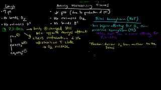 Hemoglobin Bohr Effect and Fetal Hemoglobin [upl. by Yennej]