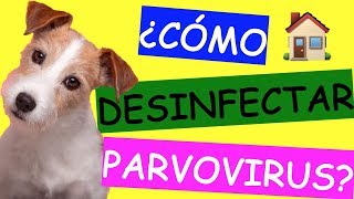 Cómo Limpiar y DESINFECTAR la Casa de PARVOVIRUS CANINO [upl. by Breban]