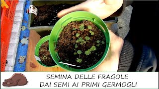 Semina e coltivazione delle fragole in vaso Dal seme alla piantina Fuori onda alla fine del video [upl. by Kial]