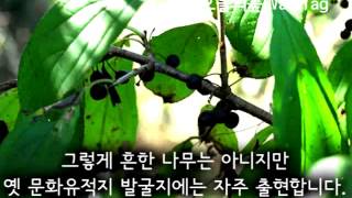 갈매나무 Rhamnus davurica [upl. by Dlorah777]