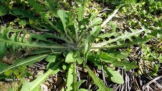 γλυκοσυρίδα ή ταραξάκο ή πικραλίδα  Taraxacum officinale Γαρίπα 1442017 [upl. by Etteiluj]