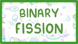 Binary Fission  How Do Bacteria Divide 12 [upl. by Nivad894]