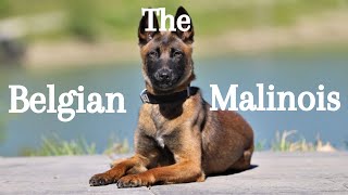 Belgian Malinois 101 Everything You Need to Know About This Incredible Breedquot [upl. by Katey]