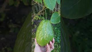 First Time saw Chayote Vegetable in Canada  Inside View of Chayote  Shorts [upl. by Althee583]