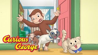 George the cat sitter 🐈 Curious George 🐵 Kids Cartoon 🐵 Kids Movies [upl. by Litch]