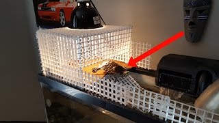 DIY BASKING AREA FOR TURTLES w eggcrate [upl. by Rorie]