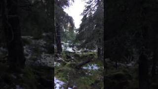 Crazy man almost run down by moose [upl. by Morton486]