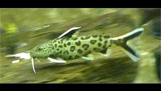 Synodontis Petricola Dwarf Lake Synodontis [upl. by Griffin]