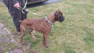 brindle boxer beautiful dog [upl. by Ytsud]