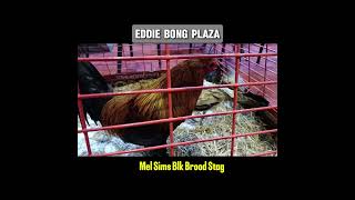 MS Blk Brood Stag amp Brood Hen shortvideo shortsfeed [upl. by Millisent]