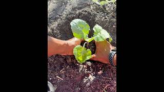 Transplanting My ROMANESCO Broccoli 🥦 broccoli garden [upl. by Aciruam]