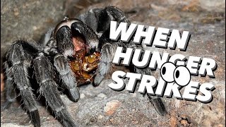 When TARANTULAS are HUNGRY THEY ARE HUNGRY [upl. by Eilraep]