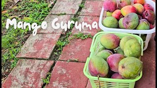 Guyanese Guruma [upl. by Baalbeer]