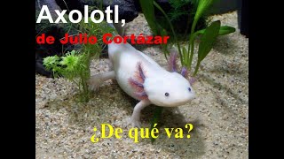 Axolotl de Julio Cortázar ¿De qué va [upl. by Eecrad]