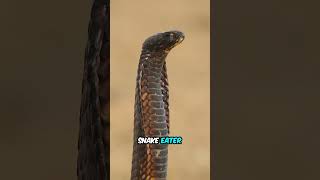 One Bite from This Snake Can Incapacitate an Elephant shorts [upl. by Nnylyahs381]