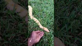 Outside with Burma Burma The albino Burmese python [upl. by Bo]