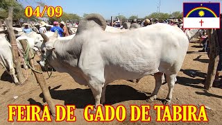 Feira de gado de TabiraPE 040924 [upl. by Konstantin152]