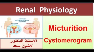 Micturition Reflex  Cystometrogram  Part 2 [upl. by Donadee]