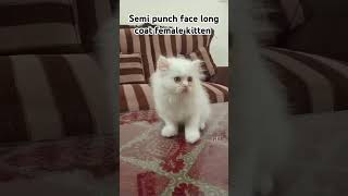 Semi punch face long coat female kitten for sale cat punch foryou viralvideo beautiful [upl. by Neelhsa121]