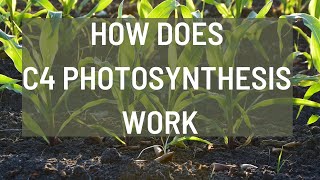 How does C4 photosynthesis work  C4 Pathway [upl. by Roland954]