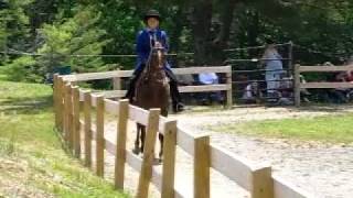 Tennessee Walking Horse Gelding Showing [upl. by Asserak]