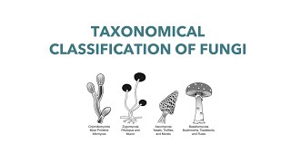 Medical Mycology Taxonomical Classification of Fungi [upl. by Ettenirt]