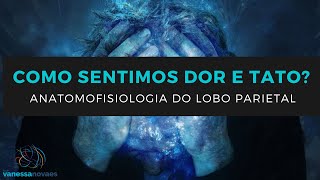 Anatomofisiologia do Lobo Parietal  Como sentimos dor e tato  parte 1 [upl. by Smiga]