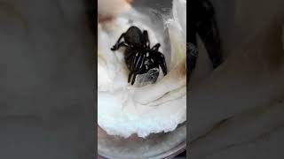 Deadly Funnel Web Spider Unboxing [upl. by Berk]