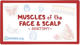 Muscles of the face and scalp Anatomy [upl. by Bruce]