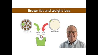 Brown fat and weight loss metabolism brownfat weightloss [upl. by Ainessej215]