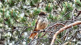 Unglückshäher Perisoreus infaustus Siberian Jay Kuukkeli [upl. by Animar]